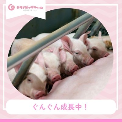 モーダルウィンドウを開きます