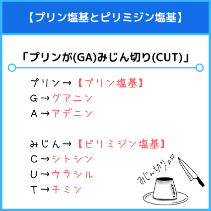 プリン塩基とピリミジン塩基