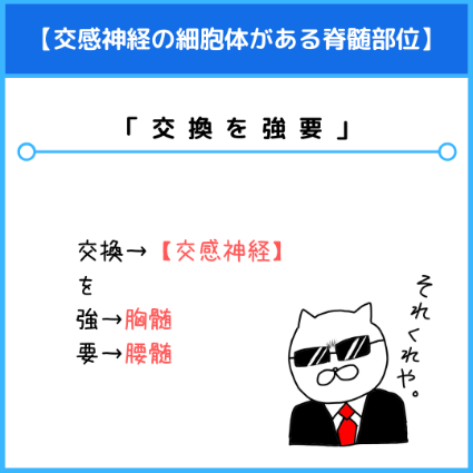 交感神経が関わる脊髄部位