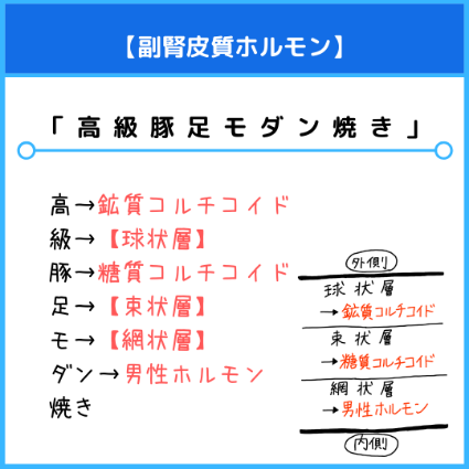 副腎皮質ホルモン（球状層、束状層、網状層）