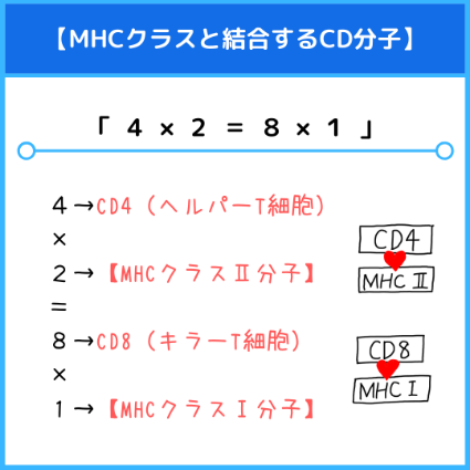 MHCクラスと結合するCD分子