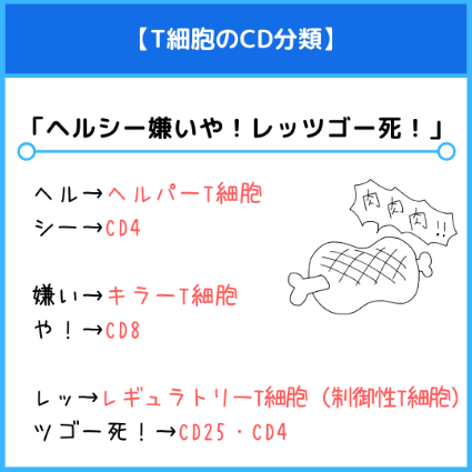 ヘルパーT細胞とキラーT細胞のCD分類