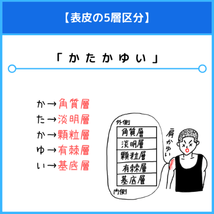 表皮の5層区分