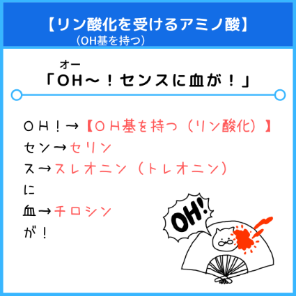 リン酸化を受けるアミノ酸