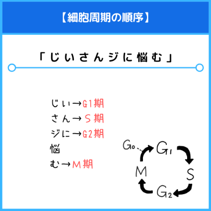 細胞周期の順序