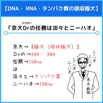 吸収極大（DNA・RNA・タンパク質）