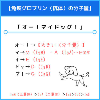 免疫グロブリン（抗体）の分子量