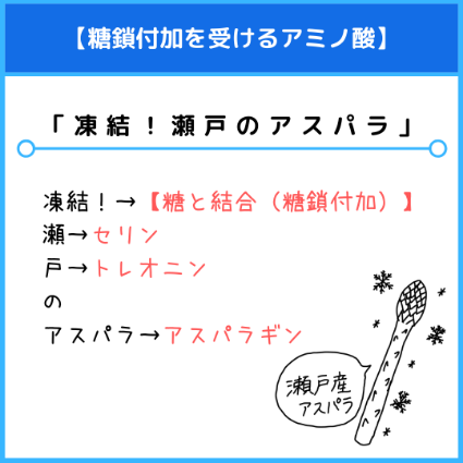 糖と結合するアミノ酸