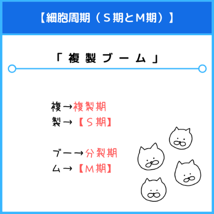 S期（複製期）とM期（分裂期）