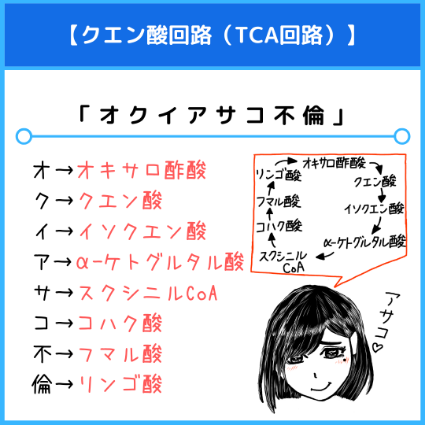 クエン酸回路（TCA回路）