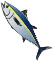 マグロ