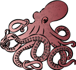 タコ